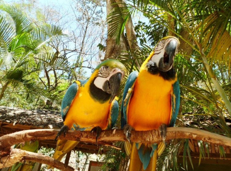 Macaw Mountain Bird Park, Near Copán Ruinas, Honduras